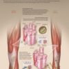 Rebuild Your Body 2016 - Muscular System