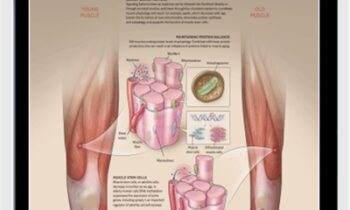 Rebuild Your Body 2016 - Muscular System