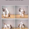 Capoeira 8 DVD Set - Nilson Reis & Joselito Santos