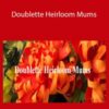 Amity Katharine Libby – Doublette Heirloom Mums