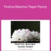 Amity Katharine Libby – ‘Festiva Maxima’ Paper Peony