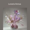 Janita Court – Lunaria Annua